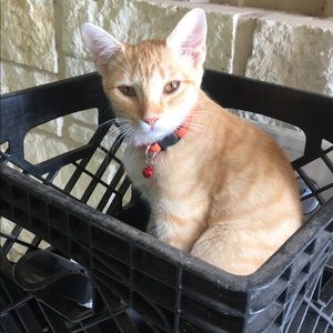 Meet your Posher, Ericka